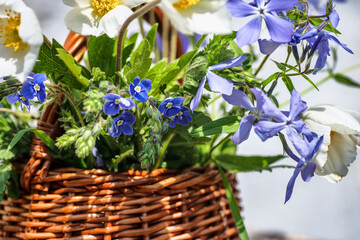Fototapeta na wymiar Wicker basket with spring flowers windflower, smell fox, wild blue phlox, threadstalk speedwell
