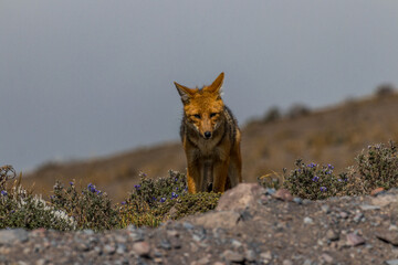 Fototapeta premium Lobo de Páramo Wolf