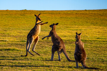 Mighty eastern grey kangaroos demonstrate their strength and fight by striking each other with...