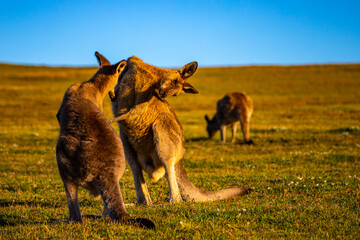 Mighty eastern grey kangaroos demonstrate their strength and fight by striking each other with their limbs during sunset. Look At Me Now Headland Walk, Coffs Harbour, NSW, Australia