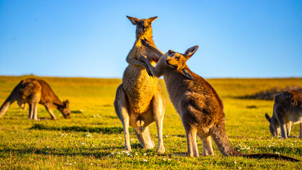 Mighty eastern grey kangaroos demonstrate their strength and fight by striking each other with...