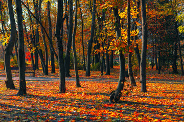 Autumn park in vibrant colors . October autumn leaves