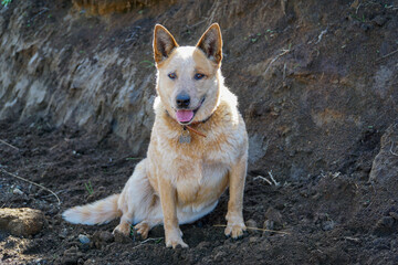 australian cattle dog