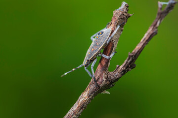 Dolycoris baccarum Linnaeus,  sloe bug