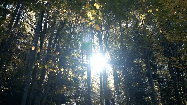 Autumn season in Sevenlakes national park (Yedigoller milli parki), Bolu - Turkey. Sun rays coming through the trees.