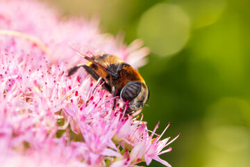 Syrphid flies , A hoverfly on a flower