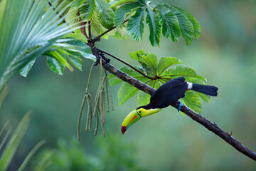Keel-billed Toucan