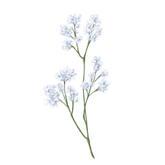 A branch of gypsophila, hand-drawn in watercolor style. Digital illustration on a white background. The floral element of the bouquet. Invitations, gift cards, wedding, greeting