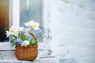 bouquet of flowers Anemonoides nemorosa in a wicker basket on white window sill near window.