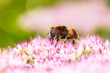 Syrphid flies , A hoverfly on a flower