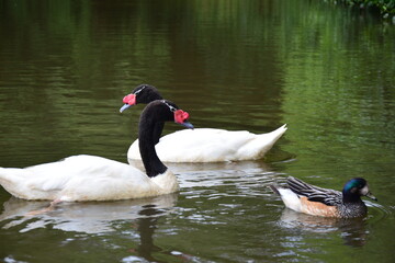 swan on the lake