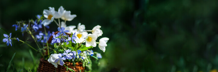 Obraz premium Nature: bouquet of buttercups and blue flowers in wicker basket.