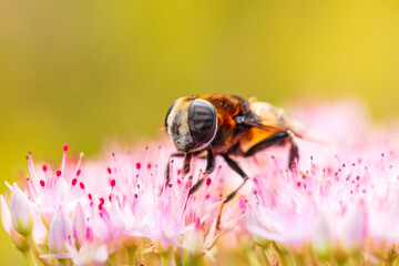 Syrphid flies , A hoverfly on a flower
