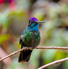 Talamanca Hummingbird perching