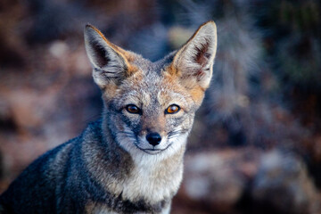 Obraz premium portrait of a fox