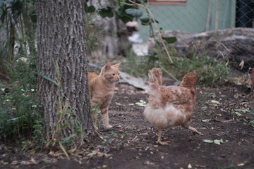 gallinas libres y gato vigilando