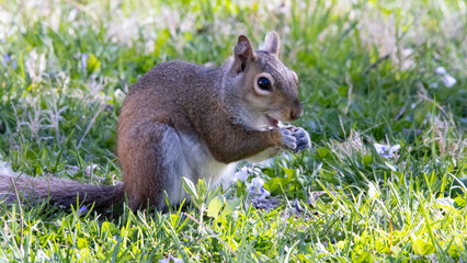 Eating Squirrel