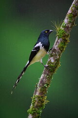 Magpie Tanager
