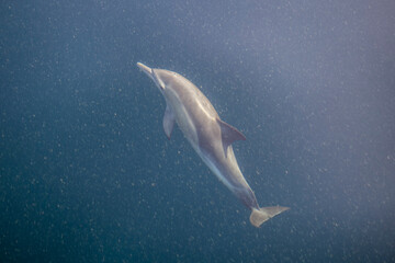 Naklejka premium Underwater photo of wild dolphins, Australia