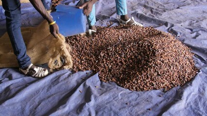 A farmer fills a bag of cocoa beans at the cooperative, in Ivory Coast