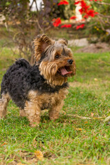 yorkshire terier, yorkie, perro de raza pura, pequeño y hermoso, pelo largo, color negro dorado, de la familia de los terrier, talla pequeña, perro faldero, elegante.