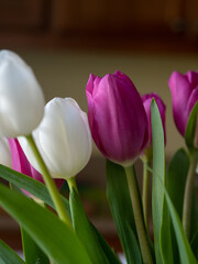 pink and white tulips in bouquet for easter 
