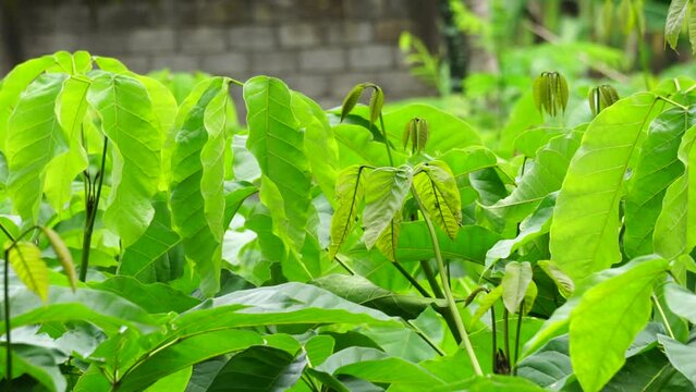 Tabebuia caraiba (Tabebuia aurea, Caribbean trumpet, silver trumpet tree, tree of gold) with a natural background