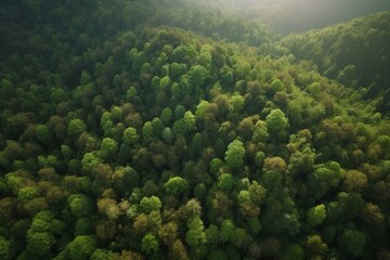 aerial view of dark green pine forest The rich natural ecosystem of the rainforest concept of natural forest conservation and reforestation. Generative AI