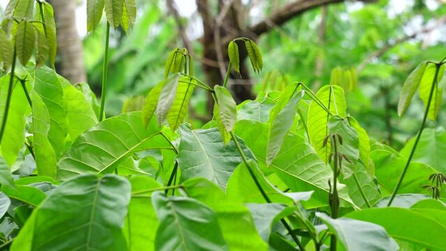 Tabebuia caraiba (Tabebuia aurea, Caribbean trumpet, silver trumpet tree, tree of gold) with a natural background