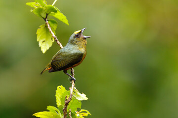 Olive-backed Euphonia