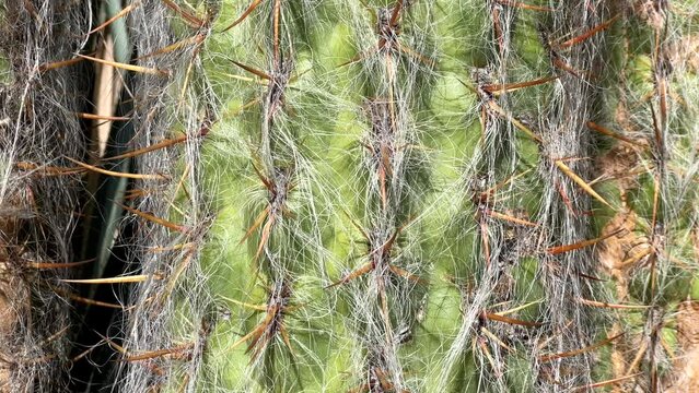4K HD video zooming in on hairy thorns of Cephalocereus senilis, the old man cactus. A species of cactus native to Hidalgo and Veracruz in central Mexico. It has increased popularity in cactus gardens