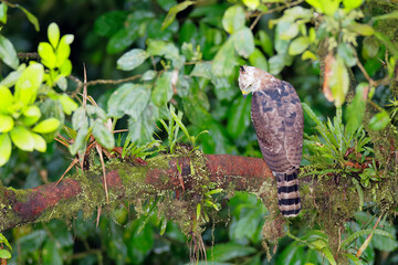 Ornate Hawk-Eagle