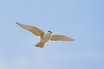 Pearl Kite