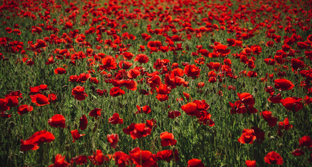 Fototapeta premium Anzac day banner. Poppy meadow. Remember for Anzac, Historic war memory. Anzac background.