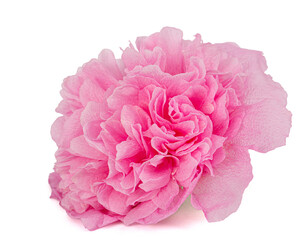 Pink flower of mallow, isolated on white background