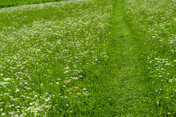 Madow with path and flowers, Austria