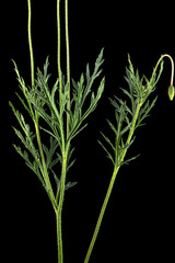 Green leaf and stem of poppy, lat. Papaver, isolated on black background