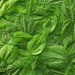 Foliage background with bright green plant leaves. Environmentally friendly or Earth day background.