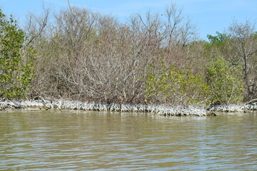 AVES, FLAMINGOS FLAMENCOS CORMORAN PELICANOS MANGLE MANGLAR LAS COLORADAS YUCATAN SELVA MAYA