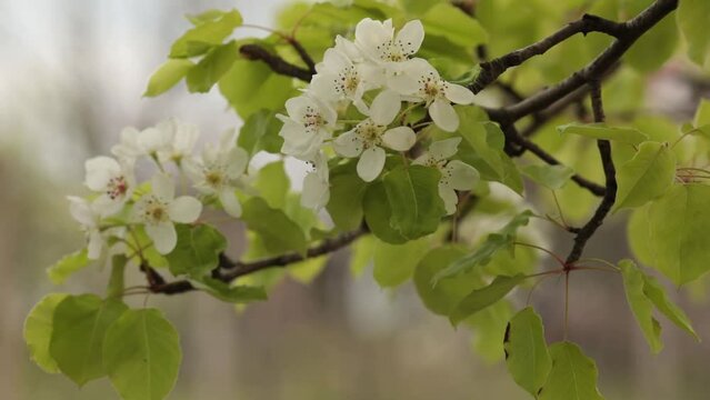 Flowering cherry sapling, rack focus