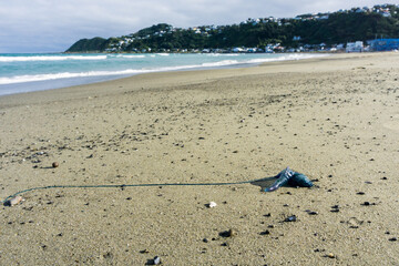 Fototapeta na wymiar Portuguese man-o-war, stranded on a beach
