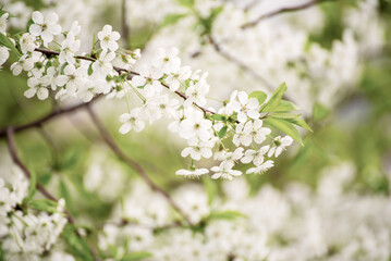 Cherry flowers frame