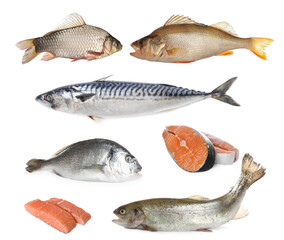 Collage with different types of raw fish on white background