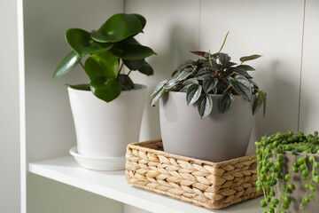 Green houseplants in pots on white shelves near white wall
