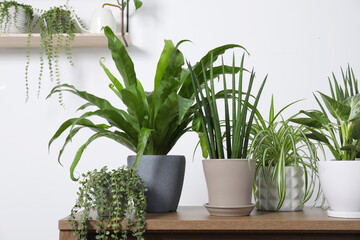 Green houseplants in pots and watering can on wooden table near white wall