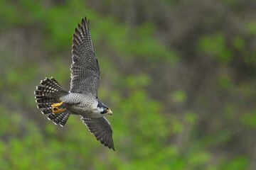 Peregrine Falcon ,   Bird of prey , Wild bird ,   ハヤブサ,
捕食者,  鳥, 動物, 猛禽, ワシ, タカ, 野生生物, 自然, 