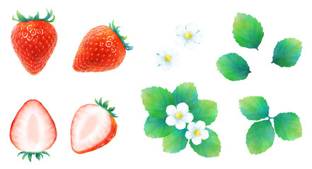 熟した赤いイチゴと葉と花の水彩イラストのセット_新鮮で甘いかわいいフルーツ