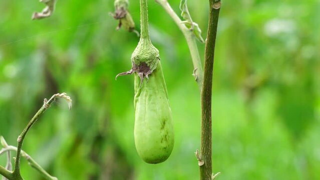 Solanum melongena (Also called eggplant, terung, terong, brinjal, aubergine) on the tree