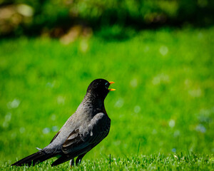 robin on the grass