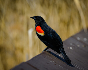 red winged blackbird